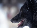 Gray Wolf  Canis Lupus  MN