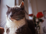 Cat with Eyes Closed with Roses in Background