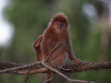 Red Langur  Javan Leaf Monkey