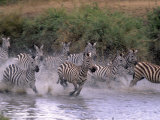 Burchell's Zebras  Equus Burchelli  Tanzania
