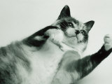 Gringa the Cat