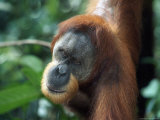 Male Sumatran Orangutan  Pongo Pygmaeus  Indonesia