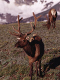 Elk Bulls in Velvet  Cervus Canadensis  CO