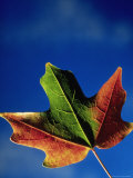 Autumn Leaf