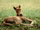 Wild Spanish Mustang  Outer Banks NC