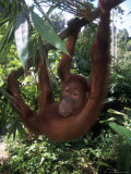 Adolescent Sumatran Orangutan  Indonesia
