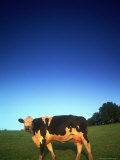Cow  UK