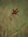 Close-up of Dragonfly on Blade of Grass  FL