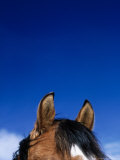 Top of a Horse's Head