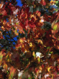Fall Colors  Maple Leaves