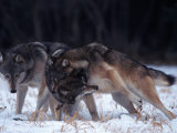 Gray Wolves in Dominance Struggle  Canis Lupus  MN