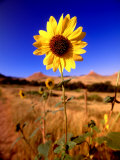 Wild Sunflower Along Dirt Road  SD