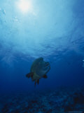 Napoleon Fish  Cheilinus Undulatus  Indo Pacific