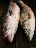 Fish  Nantucket  MA