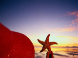 Starfish at Sunrise  Papua New Guinea