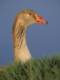 Greater White-Fronted Goose  Anser Albifrons