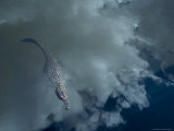 Alligator with Fish  Sky Reflection