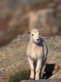 Baby Mountain Goat  Oreamos Americanus  CO