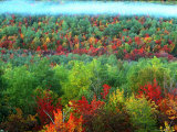 Trees  Baxter State Park  ME