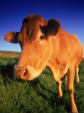 Cow  Yorkshire  England
