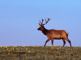 Bull Elk in Velvet  Cervus Canadensis  CO
