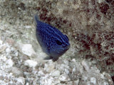 Blue Fish