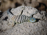 Baja Rock Lizard (Petrosaurus Thalassinus)