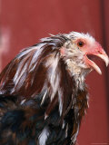 Spangled Russian Orloff Rooster