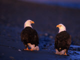 Bald Eagles  Haliaeetus Leucocephalus  AK