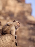Monkey  Prang Sam Yot  Lopburi  Thailand