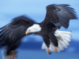 Bald Eagle  Haliaeetus Leucocephalus  AK