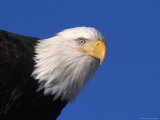 Bald Eagle  Haliaeetus Leucocephalus  AK