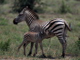 Burchell's Zebra Foal Nursing  Tanzania