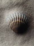 Scallop Shell in Sand