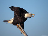 Bald Eagle  Haliaeetus Leucocephalus  AK