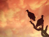 Silhouetted Vultures  Serra Dos Orgaos National Park  Brazil
