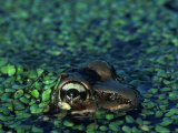 Frog in Duckweed