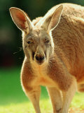 Australian Red Kangaroo