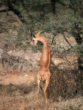 Gerenuk Feeding  Samburu  Kenya
