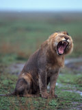 African Lion Yawning  Panthera Leo  Tanzania