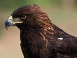 Golden Eagle (Aguila Chryseatoe)  CA