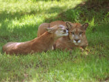 Lions Sitting on Grass