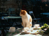 Cat on Table at a Cafe  Paris  FR