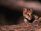 Ocelot  Endangered Species  Central America