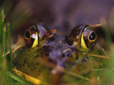 Green Frog Sitting in Grass  Bothell  WA