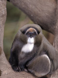 Debrazza's Monkey  Cercapithecus Neglectus