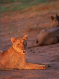 Young Lion  Phinda Game Reserve  South Africa