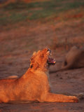 Young Lion  Phinda Game Reserve  South Africa