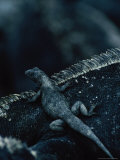 Small Lizard on Iguana  Galapagos Islands