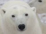 Polar Bears  Churchill Manitoba